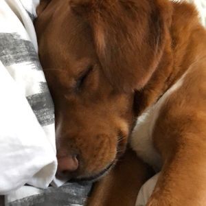 Meet your Posher, Justin